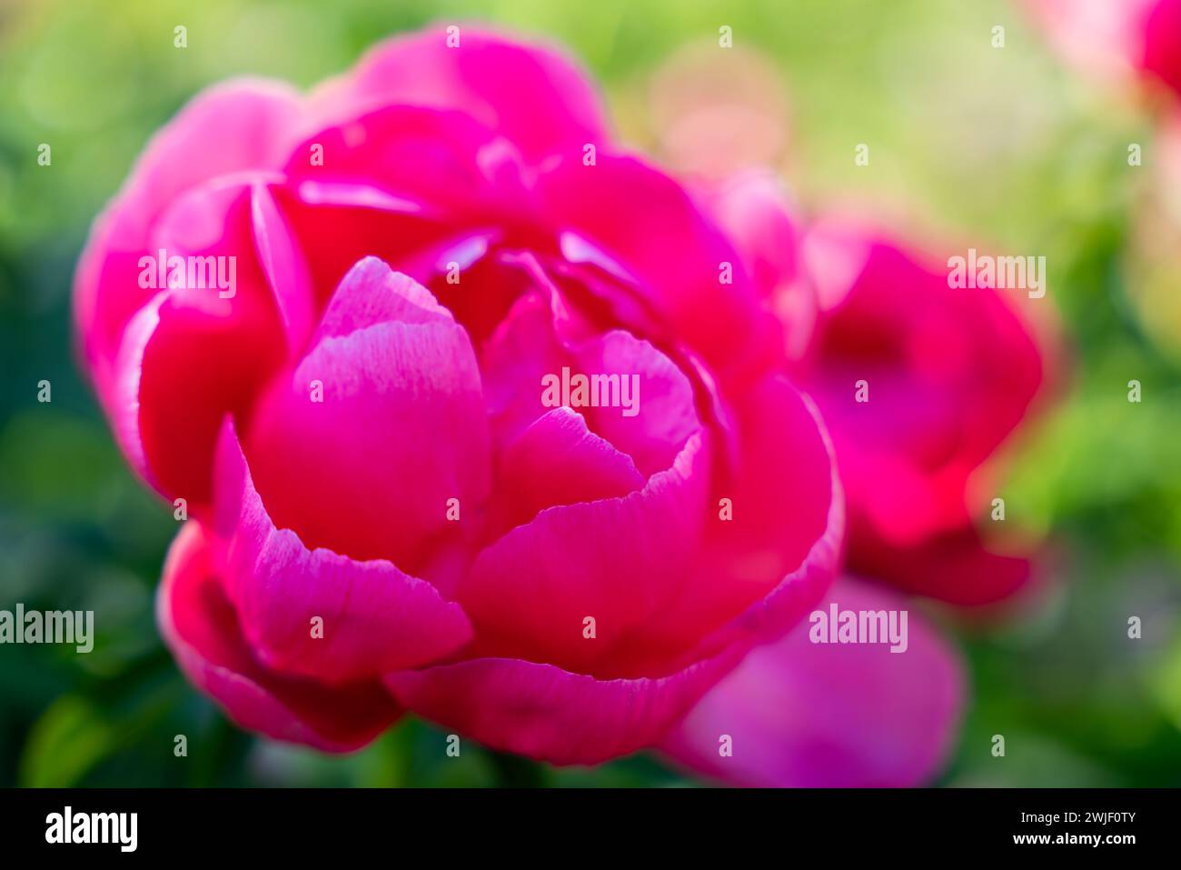 Sfondo floreale. Peony (Paeonia) – la rosa senza spine. Colore rosso-rosa-viola-rosso brillante - colore fucsia. Messa a fuoco morbida. Foto Stock