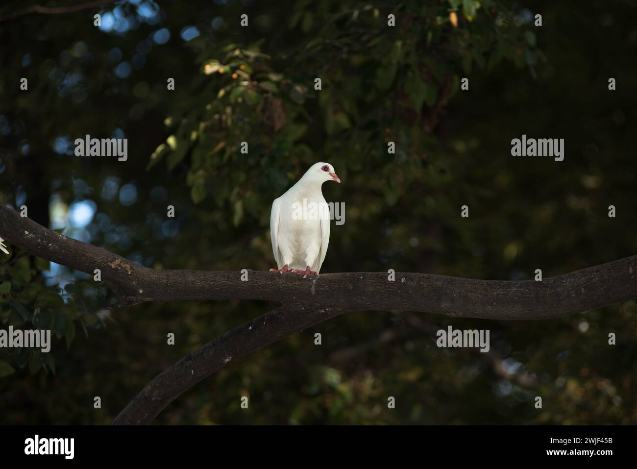 colomba bianca sulla cima degli alberi Foto Stock