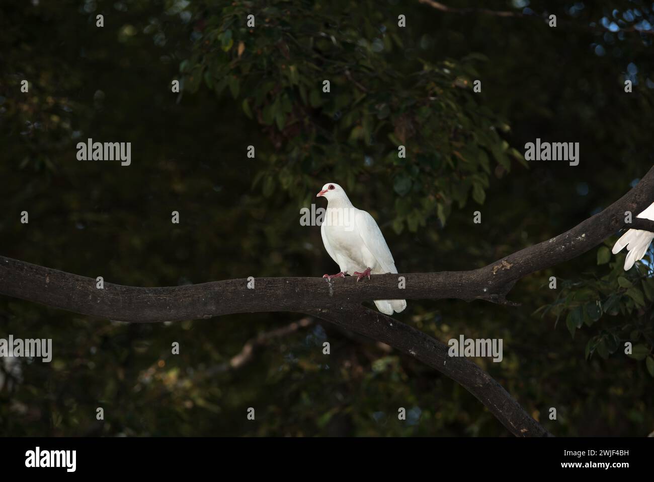 colomba bianca sulla cima degli alberi Foto Stock