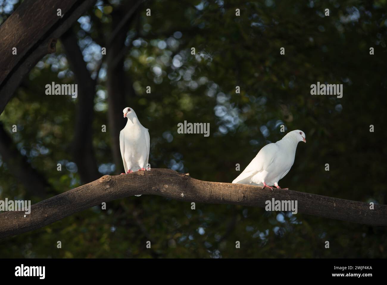 colomba bianca sulla cima degli alberi Foto Stock