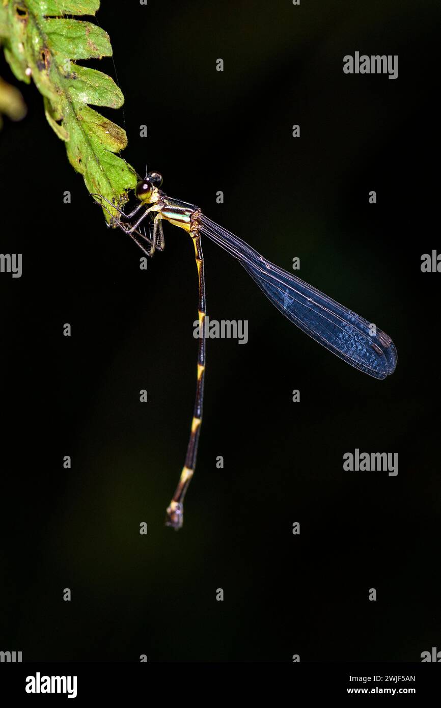 Damselfly, probabilmente della famiglia Platystictidae (Palaemnema sp.?) Fotografato di notte nella foresta pluviale di Las Arrieras, Costa Rica. Foto Stock