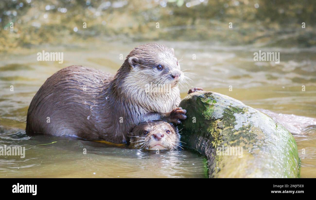 Le lontre si associano in acqua con il tronco e osservano a livello degli occhi sullo spettatore con sfondo sfocato Foto Stock
