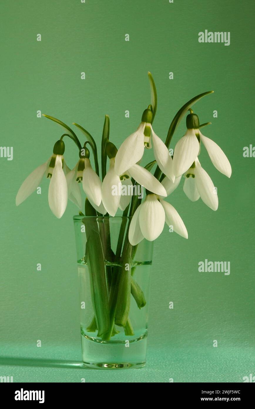 Bellissime e delicate gocce di neve fiori in vaso di vetro Foto Stock
