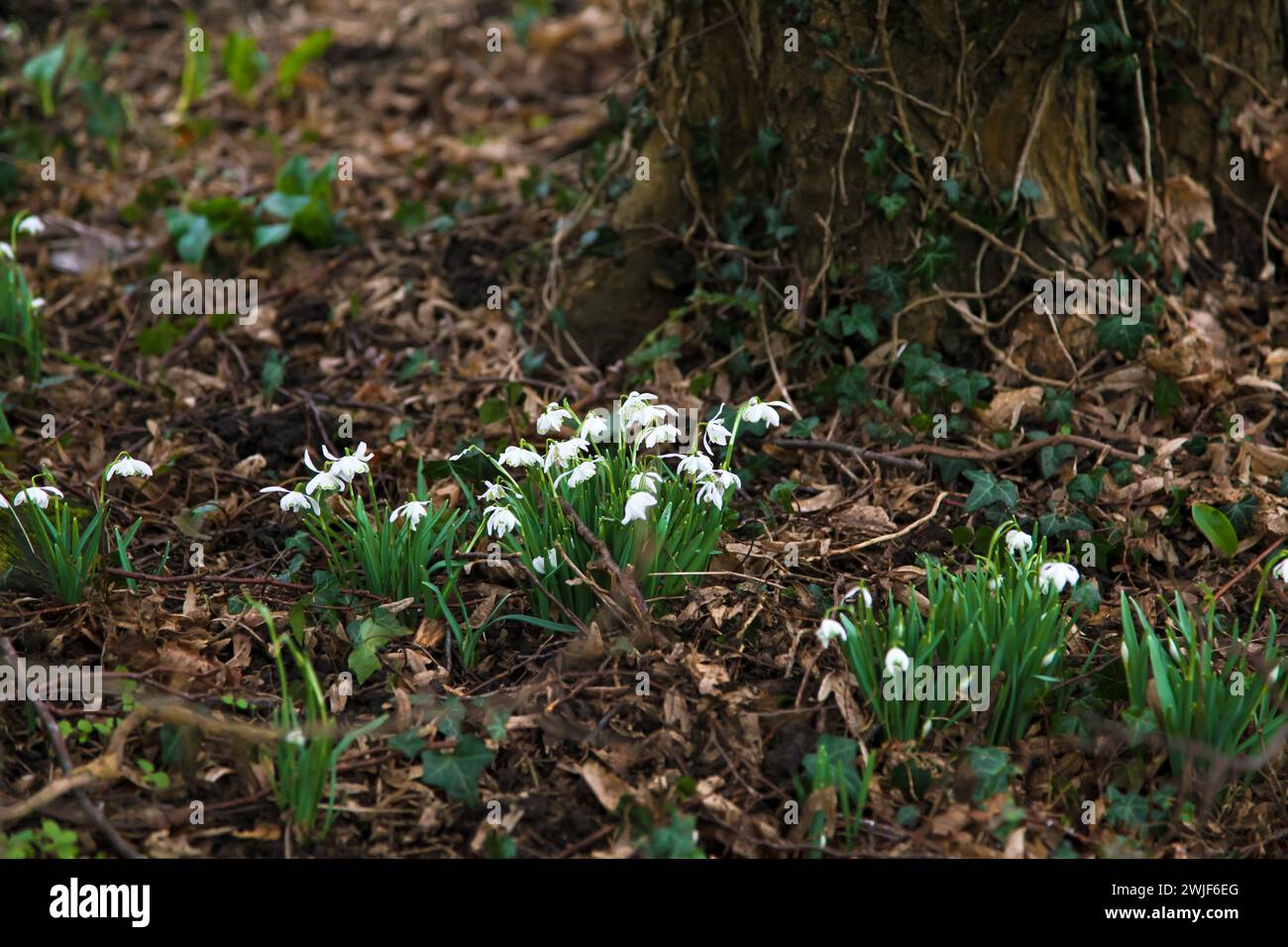 SNOWDROP (Galanthus nivalis) uno dei primi segni della primavera. Gocce di neve che crescono sul terreno boschivo del Regno Unito. Foto Stock