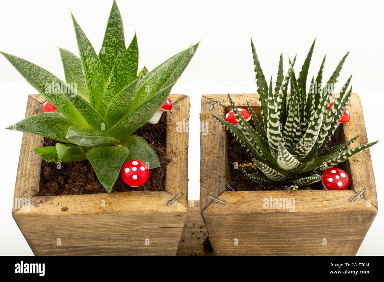 Fiori di cactus in vasi decorativi in legno Foto Stock