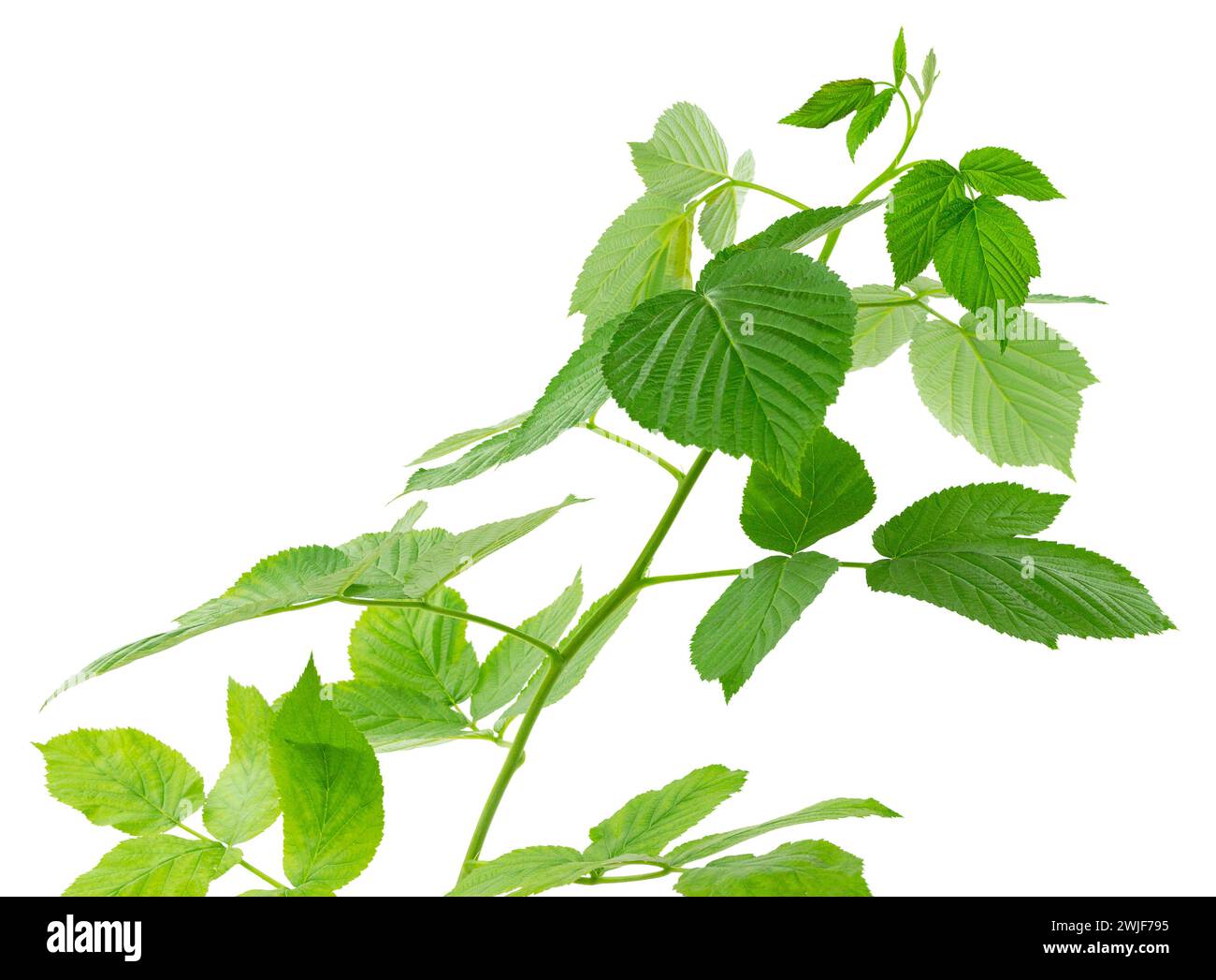 ramoscello di lampone che scatta rami con foglie verdi in via di sviluppo isolate su sfondo bianco. Gambo di lampone con foglie verdi fresche. Prodotto naturale. M Foto Stock