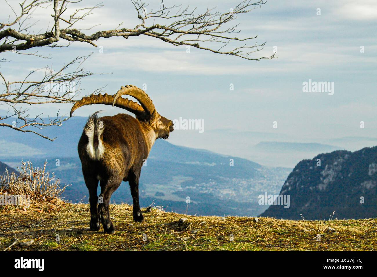 Attitudine d'epoca di questo stambecco alpino (Capra ibex) vicino al Creux du Van nella montagna svizzera del giura Foto Stock