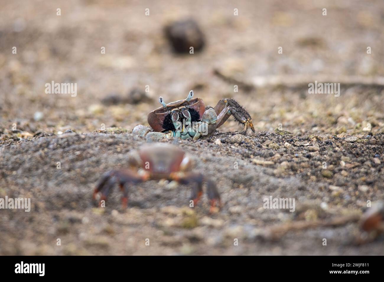 Due granchi, Cardisoma carnifex, affrontano una disputa territoriale. Isola di Tahaa'a, isole della società, Polinesia francese Foto Stock