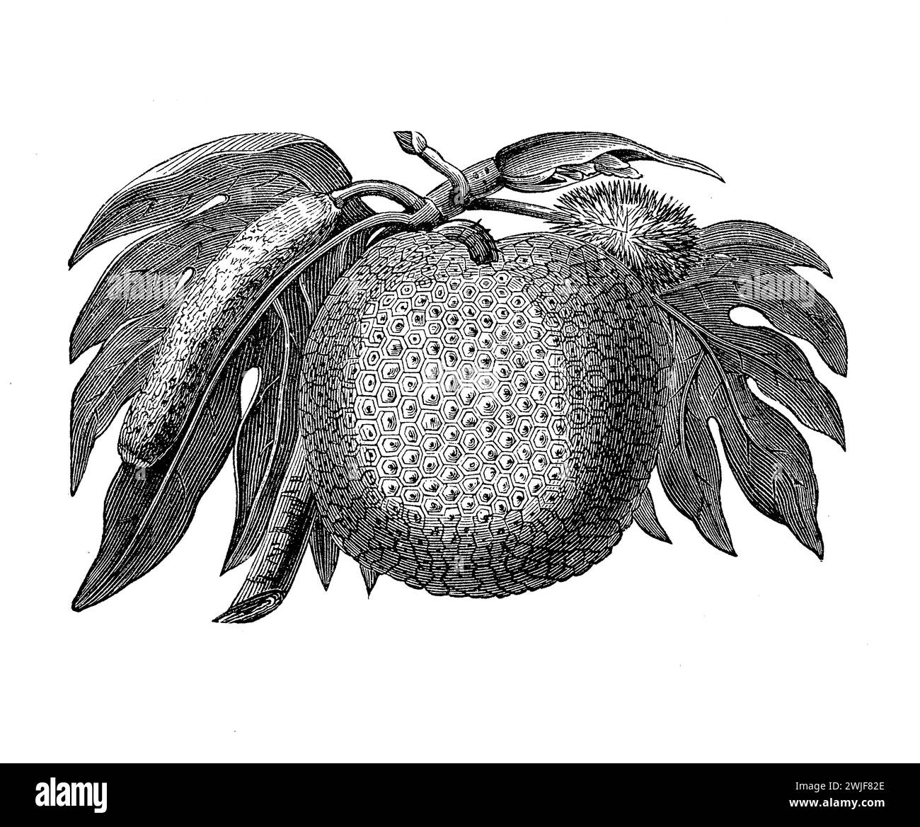 Frutto maturo di Breadfruit (Artocarpus altilis) albero delle regioni tropicali simile al pane appena sfornato quando cotto, illustrazione del XIX secolo Foto Stock