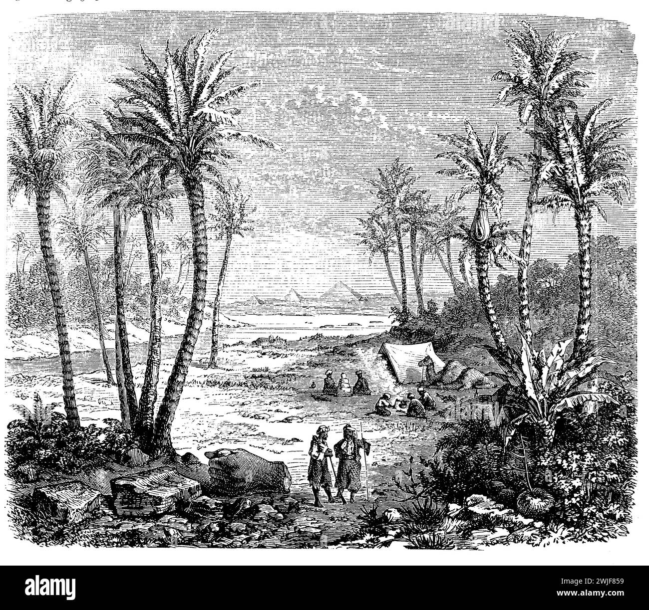 Paesaggio tropicale africano con alberi di Phoenix dactylifera o palme da dattero coltivate per i frutti dolci commestibili, illustrazione del XIX secolo Foto Stock