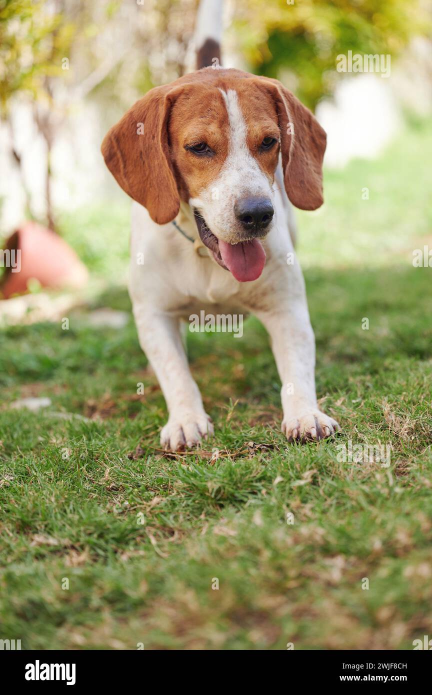Giocare a cane beagle su prato erboso con luce estiva Foto Stock
