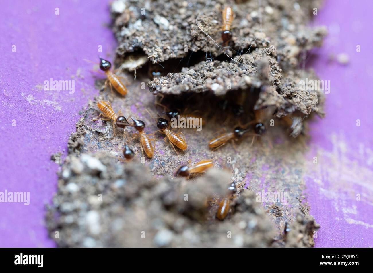 Tema termite di insetti per animali domestici. Tetto danneggiato da insetti termiti Foto Stock