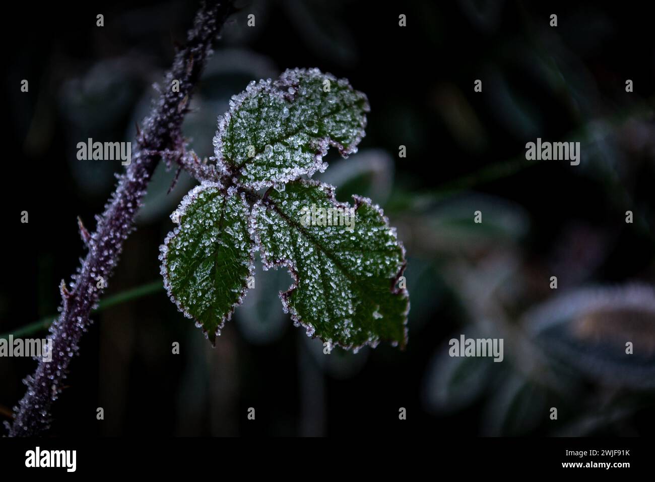 Foglia verde ricoperta di hoarfrost su un ramo di un cespuglio di lamponi Foto Stock