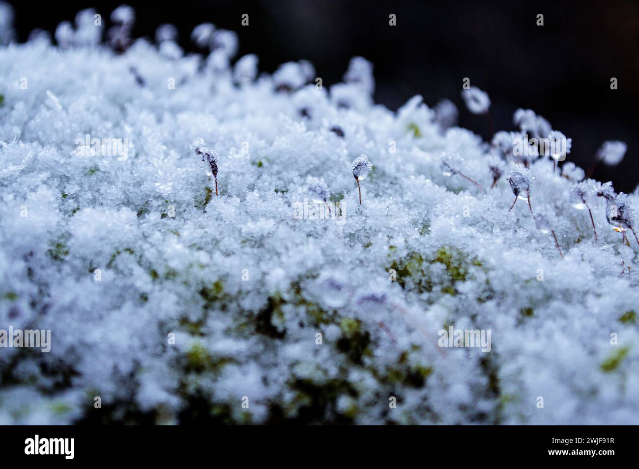 Muschio verde invernale ricoperto da un sottile strato di neve Foto Stock