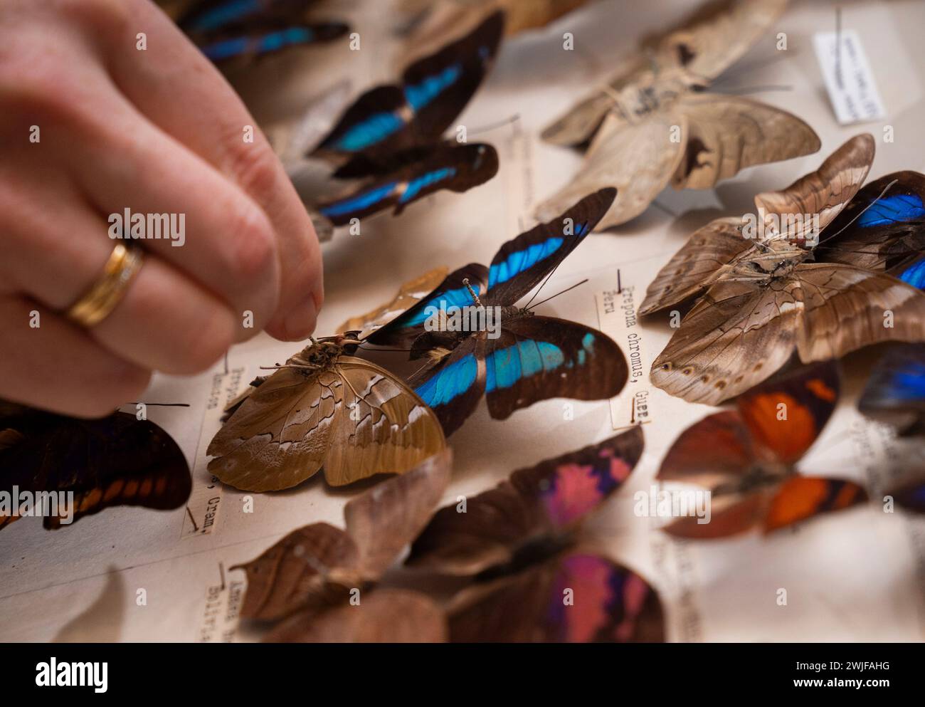 Curatrice di scienze naturali Clare Brown con alcune delle farfalle più rare e più belle del mondo conservate e in mostra al Leeds Discovery Centre, che ospita centinaia di specie provenienti da tutto il mondo, molte raccolte da esploratori e scienziati più di un secolo fa. Data foto: Giovedì 15 febbraio 2024. Foto Stock