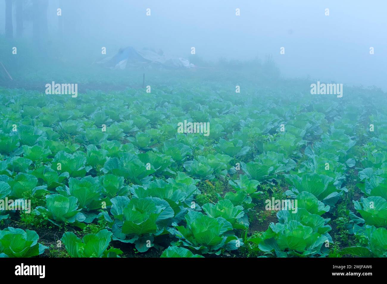 Lussureggianti cavoli verdi di Napa che crescono in un campo mattutino nebbioso. Foto Stock