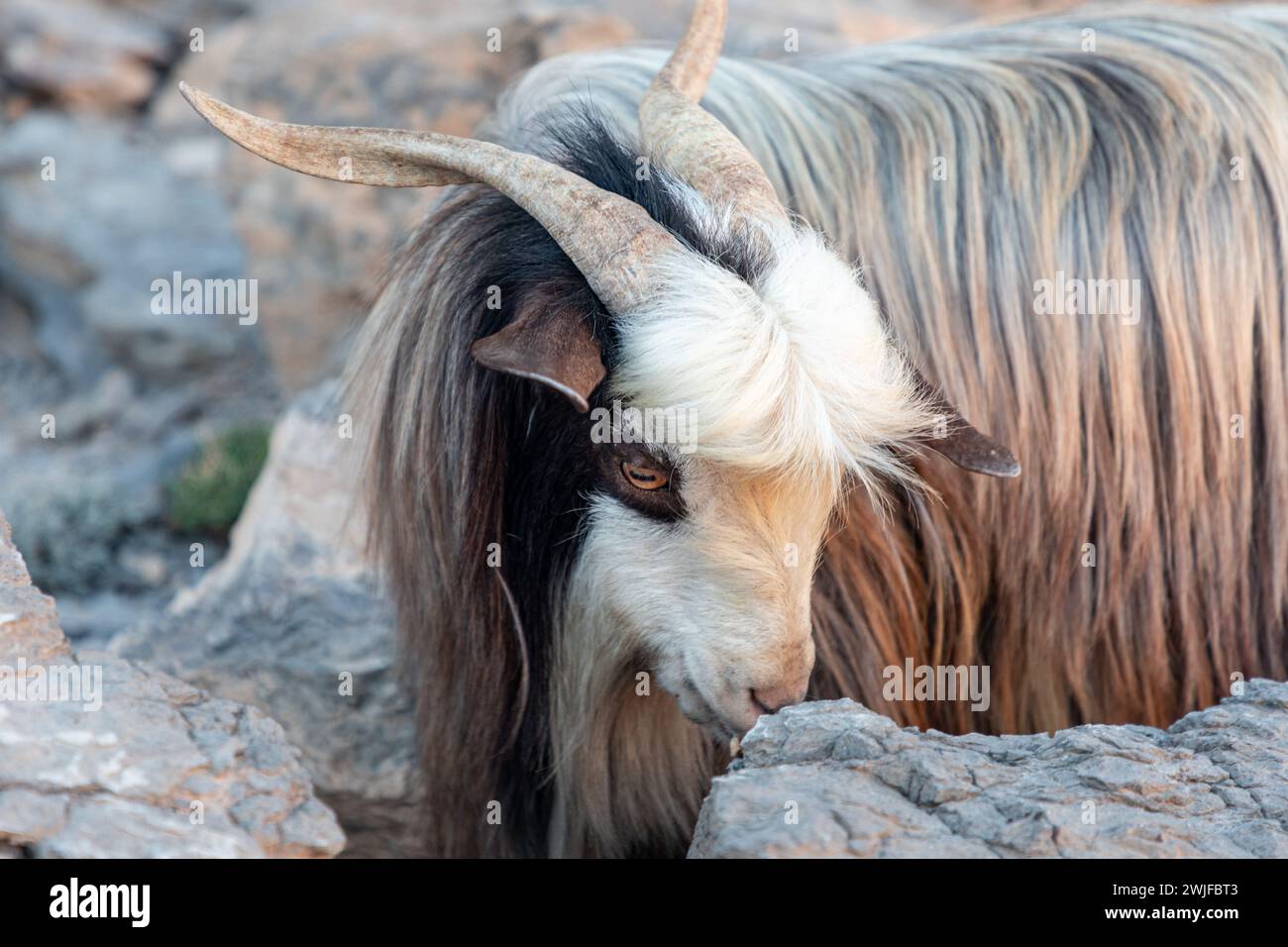 Ritratto di capra multicolore dai capelli lunghi sulle rocce del canyon Jabel Shams, gulch, Balcony Walk, Oman Foto Stock
