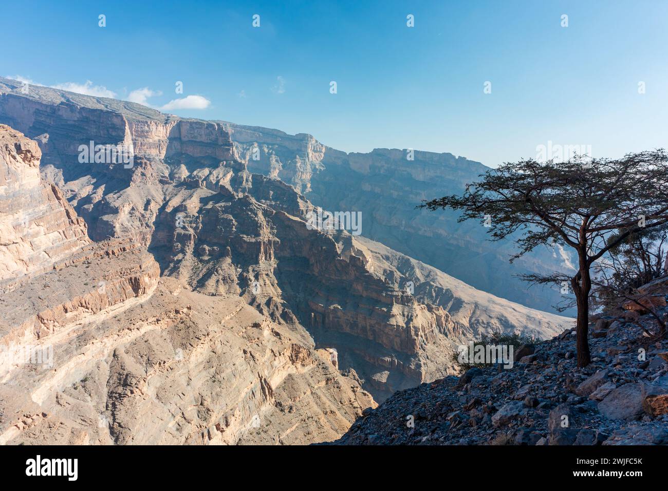 Albero singolo a Jebel Shams, Balcony Walk Trial, Oman, Governatorato di ad Dakhiliyah, Monti al Hajar Foto Stock