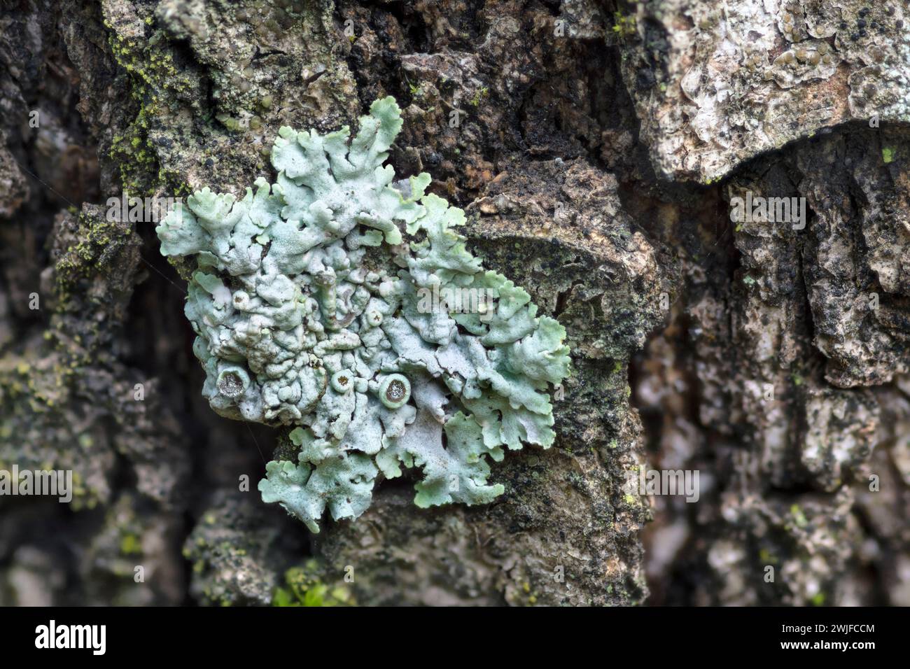 Rosette lichen su un tronco d'albero, genere Physcia Foto Stock