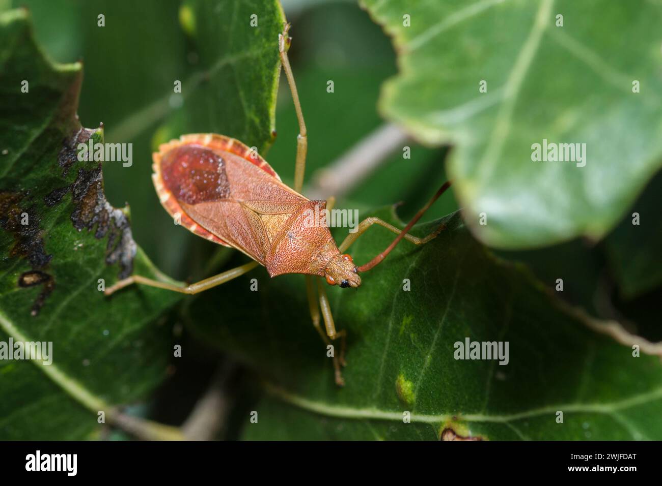 Box Bug, Gonocerus Acuteangulatus, con un'antenna ferita, un insetto con il piede della foglia su una foglia Foto Stock