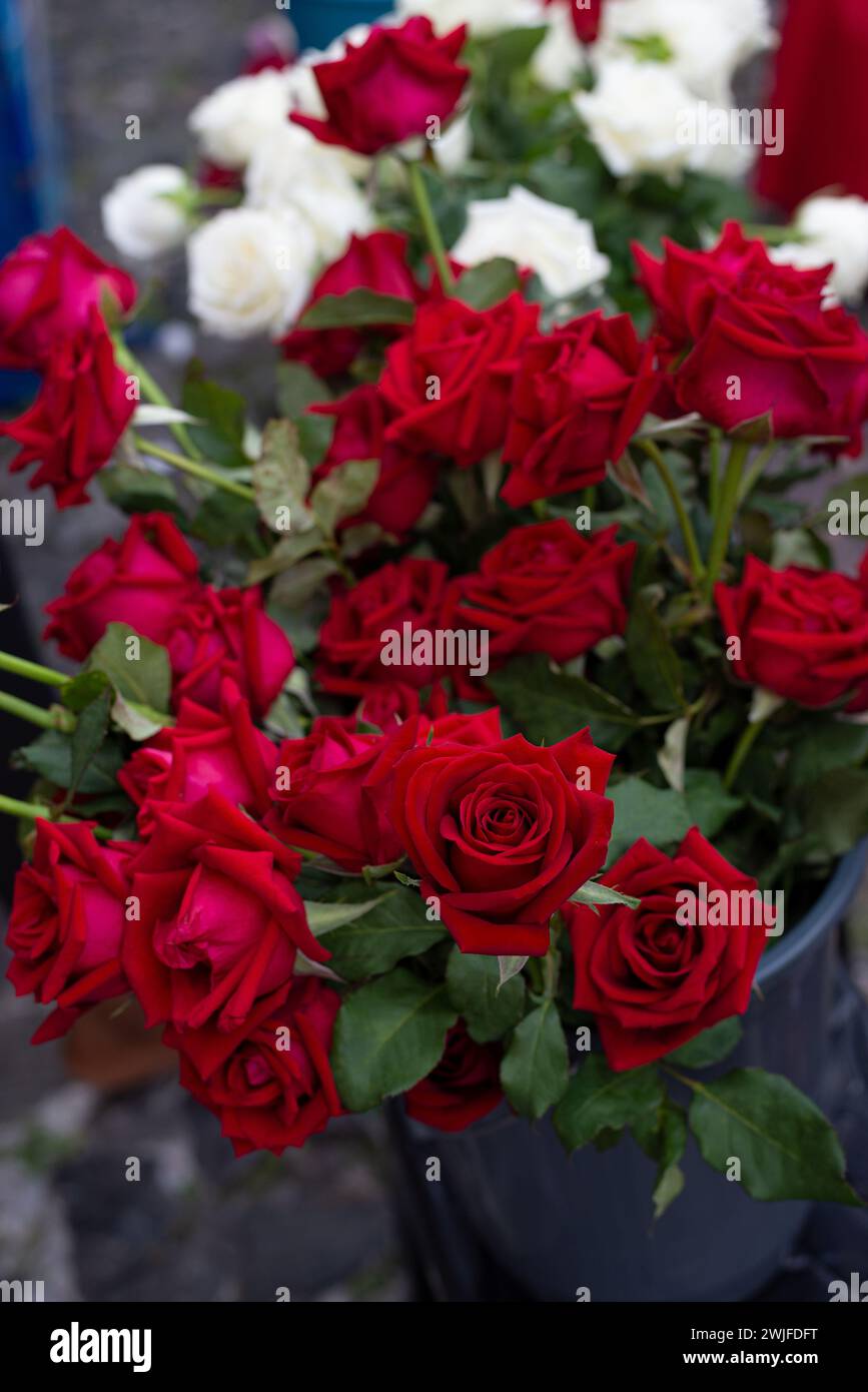 Rose rosse e bianche in un vaso di plastica sul pavimento. Concetto di amore, romanticismo. Foto Stock