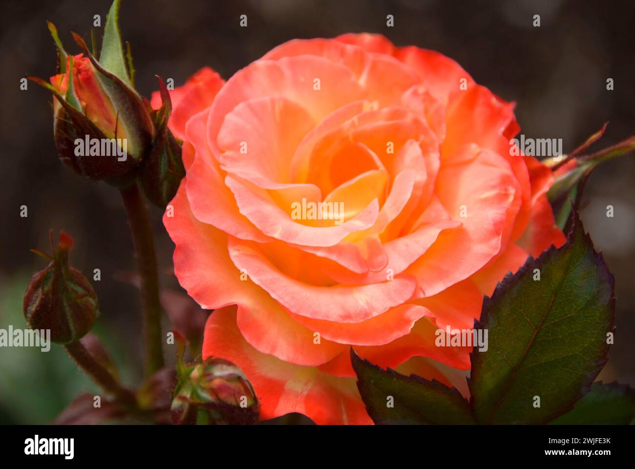 Rose, cimelio di rose, San Paolo, Oregon Foto Stock