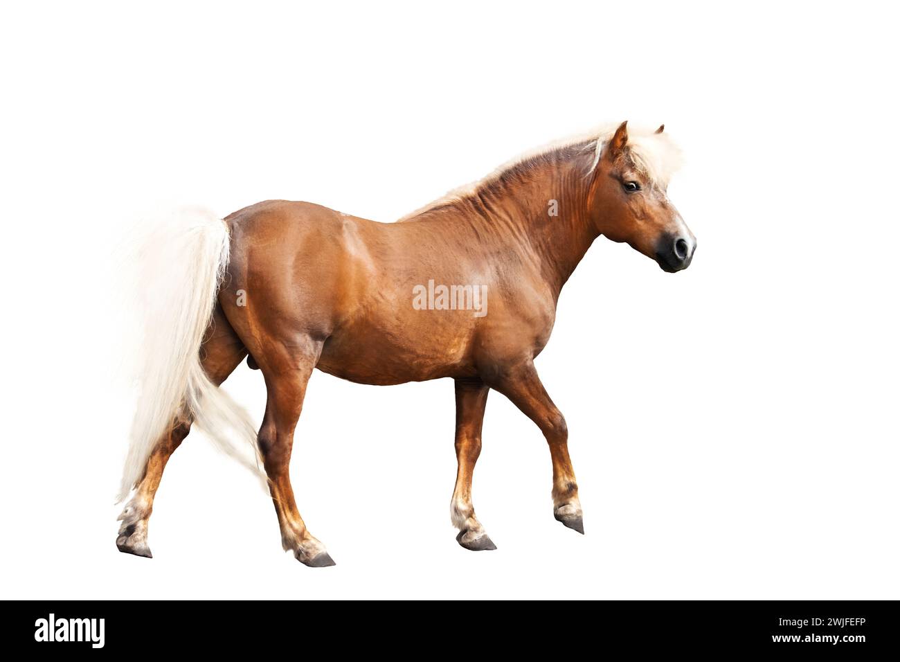 cavallo aggraziato con criniera bianca isolata sul bianco Foto Stock