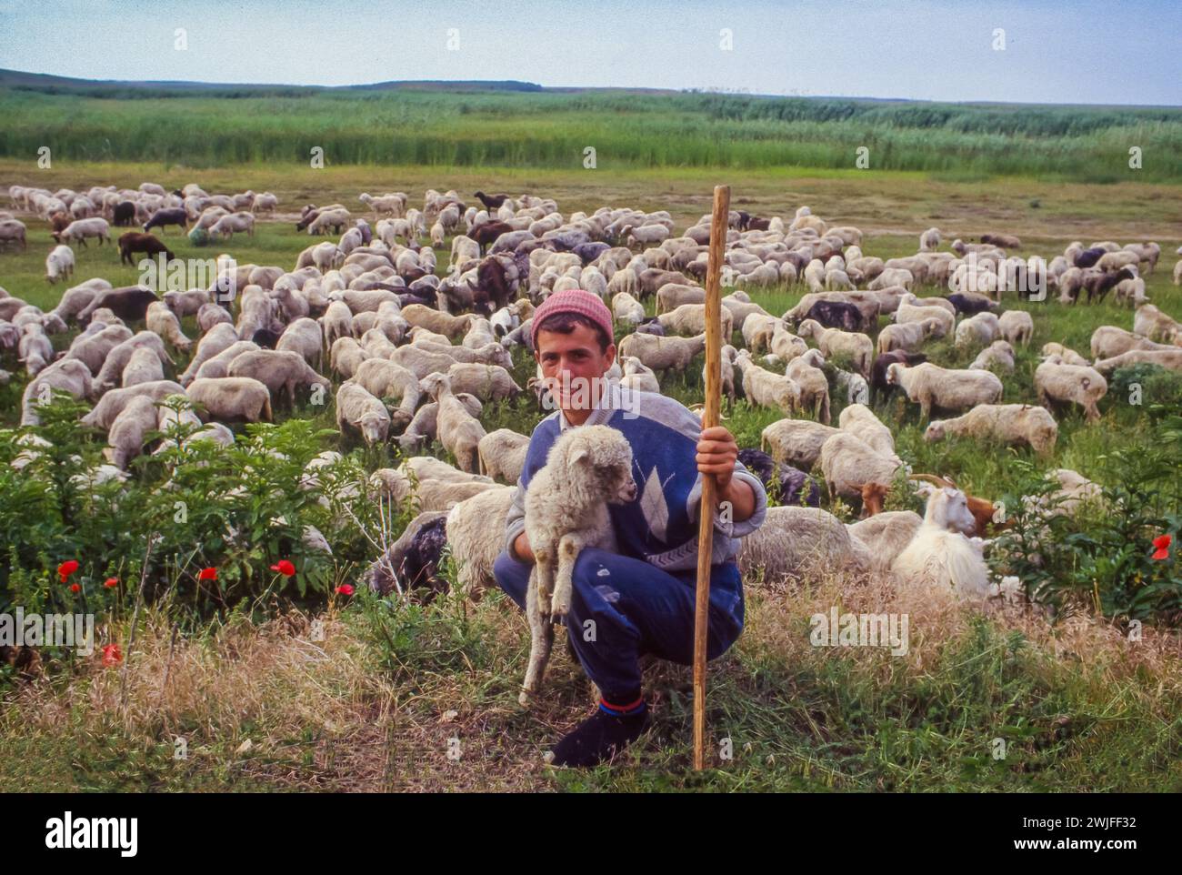 Romania, Slobozia, un pastore con un agnello nel campo. Foto Stock