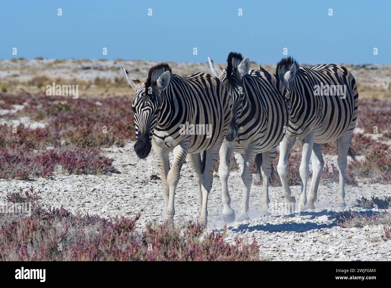 Zebre di Burchell (Equus quagga burchellii), gruppo di animali adulti che camminano di fila, uno dietro l'altro, Parco Nazionale di Etosha, Namibia, Africa Foto Stock