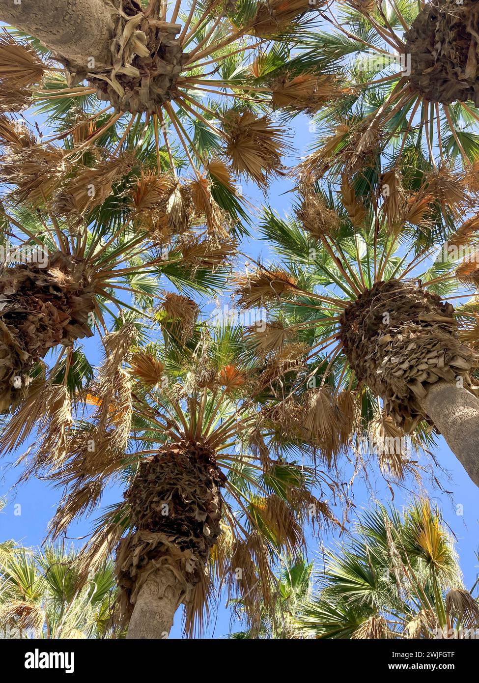Paesaggi panoramici dell'isola delle Canarie Tenerife. Contesto attività balneari. Corone di palme dal basso Foto Stock