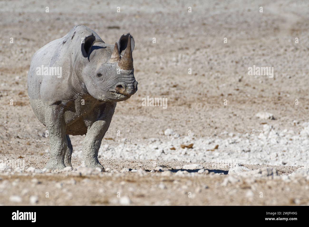 Rinoceronte nero (Diceros bicornis), donna adulta coperta di fango bagnato, fotocamera rivolta, in piedi vicino alla sorgente, allerta, Parco Nazionale di Etosha, Namibia Foto Stock