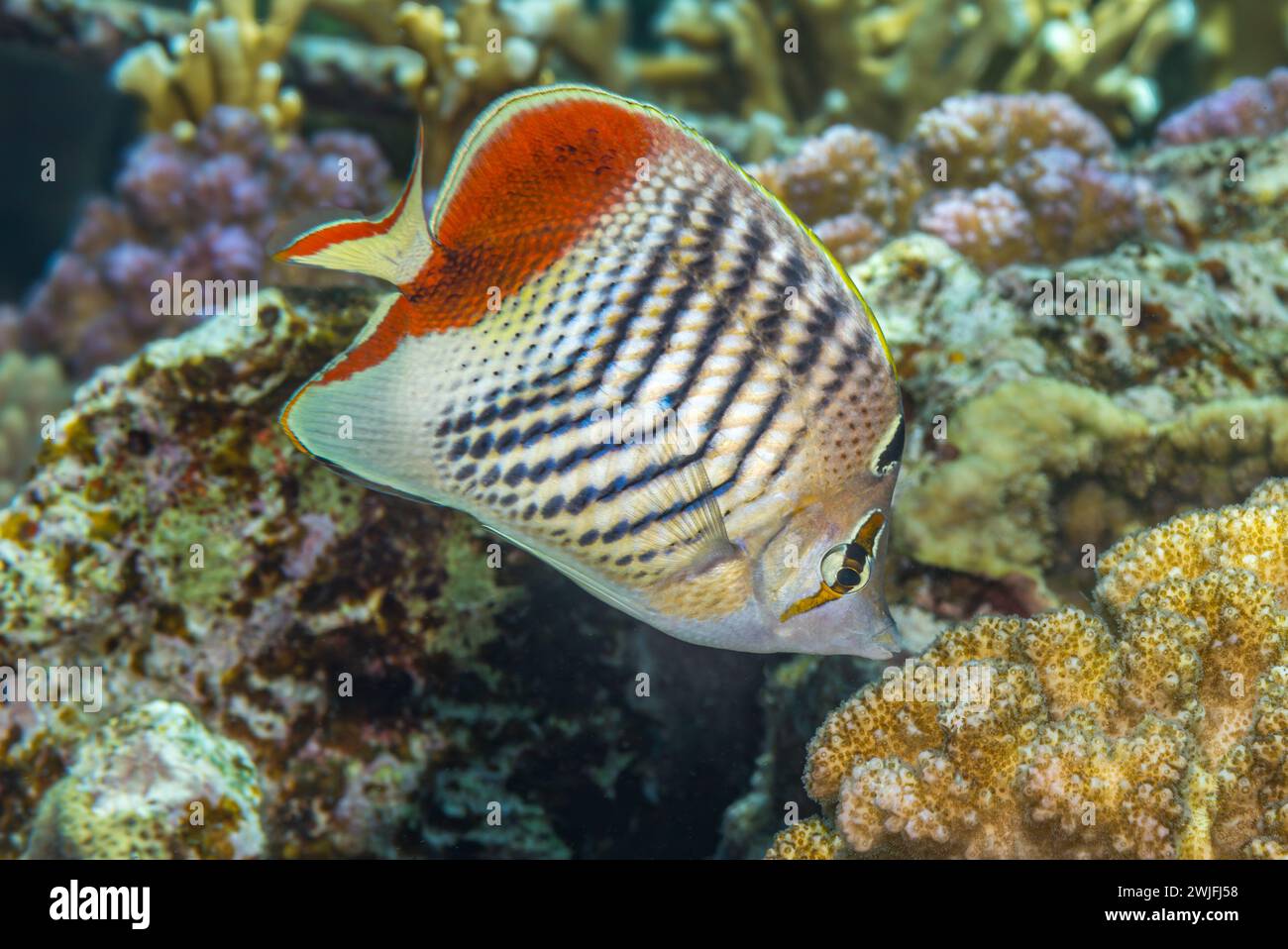 Pesce farfalla eritreo sulla barriera corallina del Mar Rosso Foto Stock