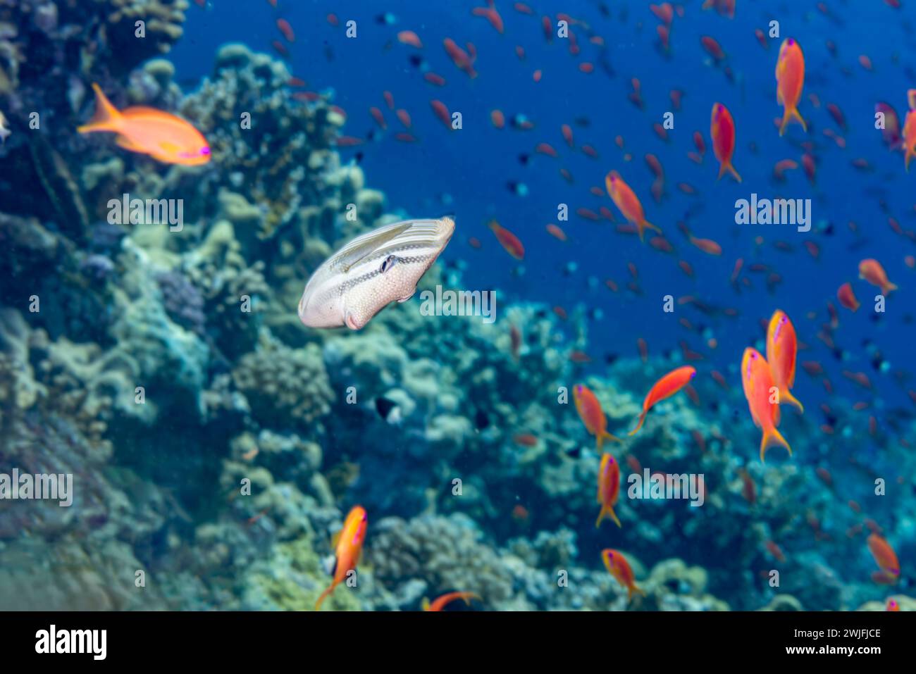 Sailfin Tang e Anthias nella barriera corallina Foto Stock