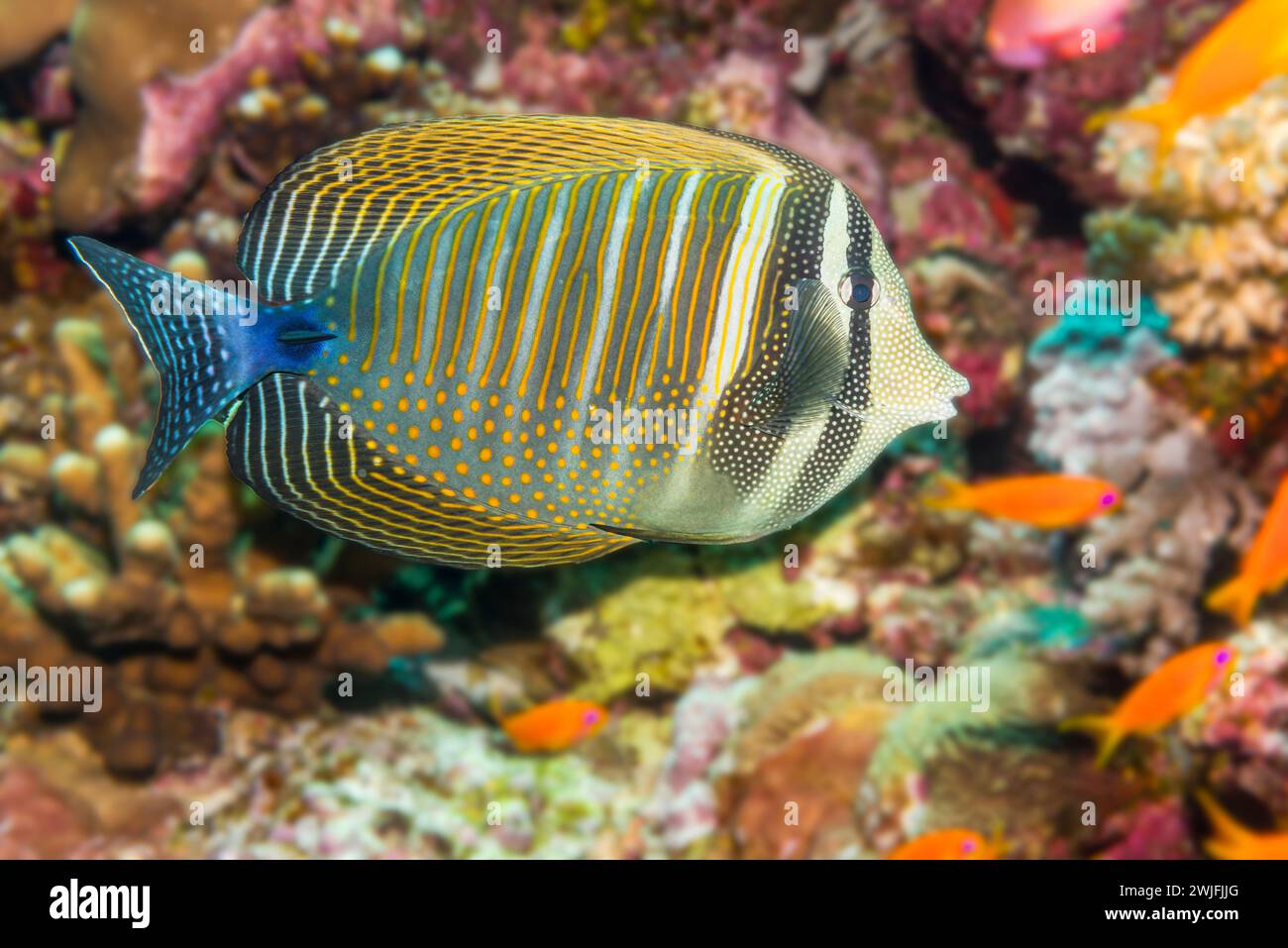 Sailfin Tang nel Mar Rosso Foto Stock