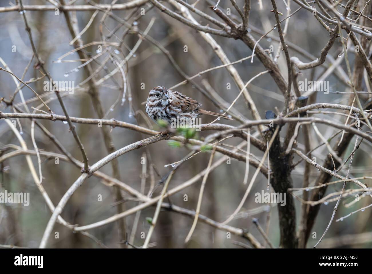 Song Sparrow, Melospiza melodia, arroccato sul ramo degli alberi in primavera, Brownsburg-Chatham, Quebec, Canada Foto Stock