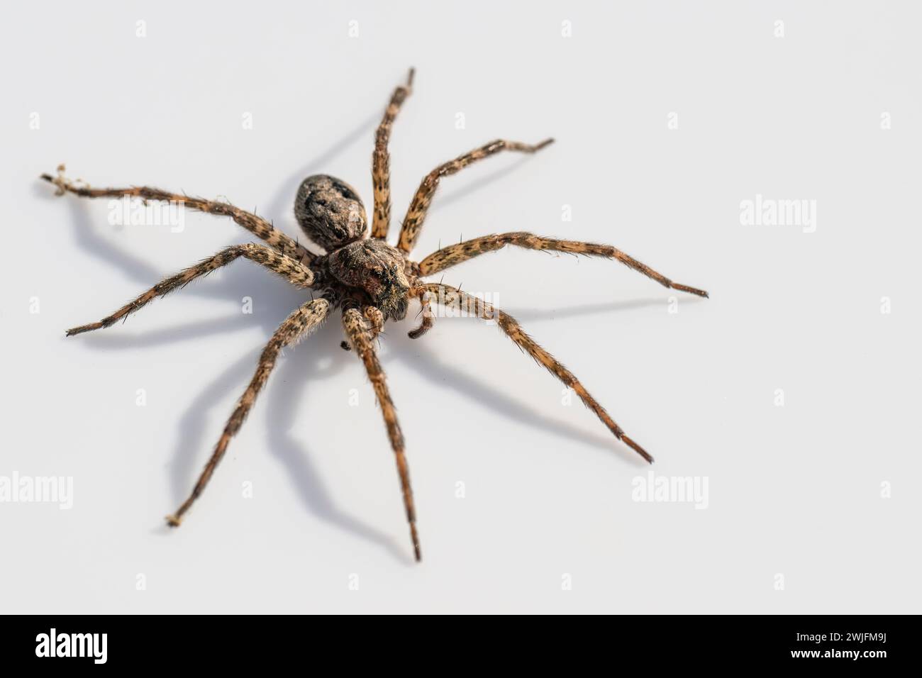 Dark Fishing Spider, Dolomedes tenebrosus, grande ragno che attira l'attenzione, Brownsburg-chatham, Quebec, Canada Foto Stock
