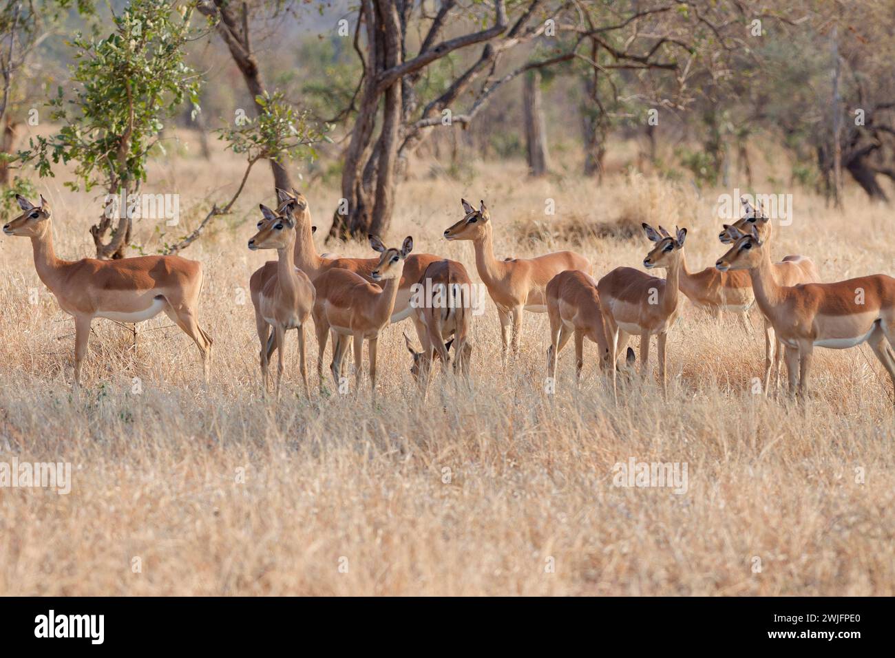 Impala comune (Aepyceros melampus), mandria, erbosa alta e secca, allerta, mattina presto, Parco nazionale Kruger, Sudafrica, Africa Foto Stock