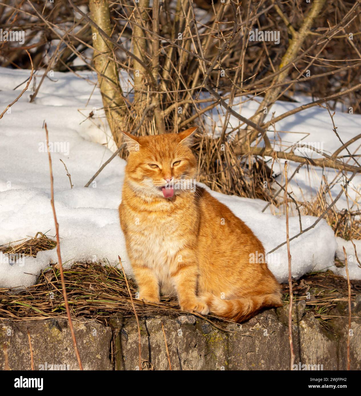 Gatto dello zenzero Foto Stock