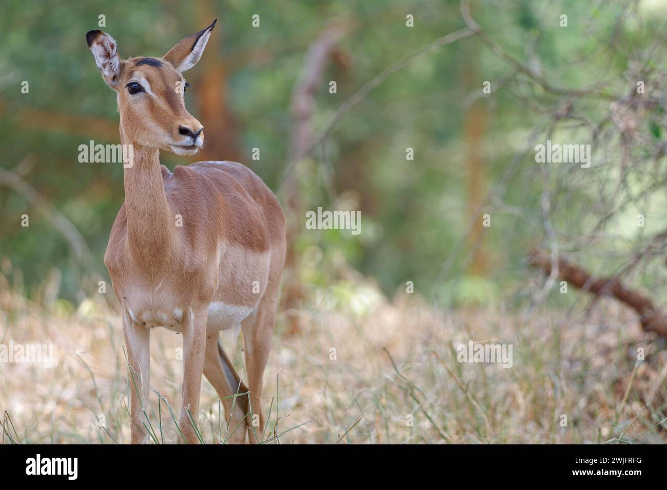 Impala comune (Aepyceros melampus), donna adulta in piedi su erba alta e secca, allarme, ritratto animale, Parco nazionale Kruger, Sudafrica, Africa Foto Stock