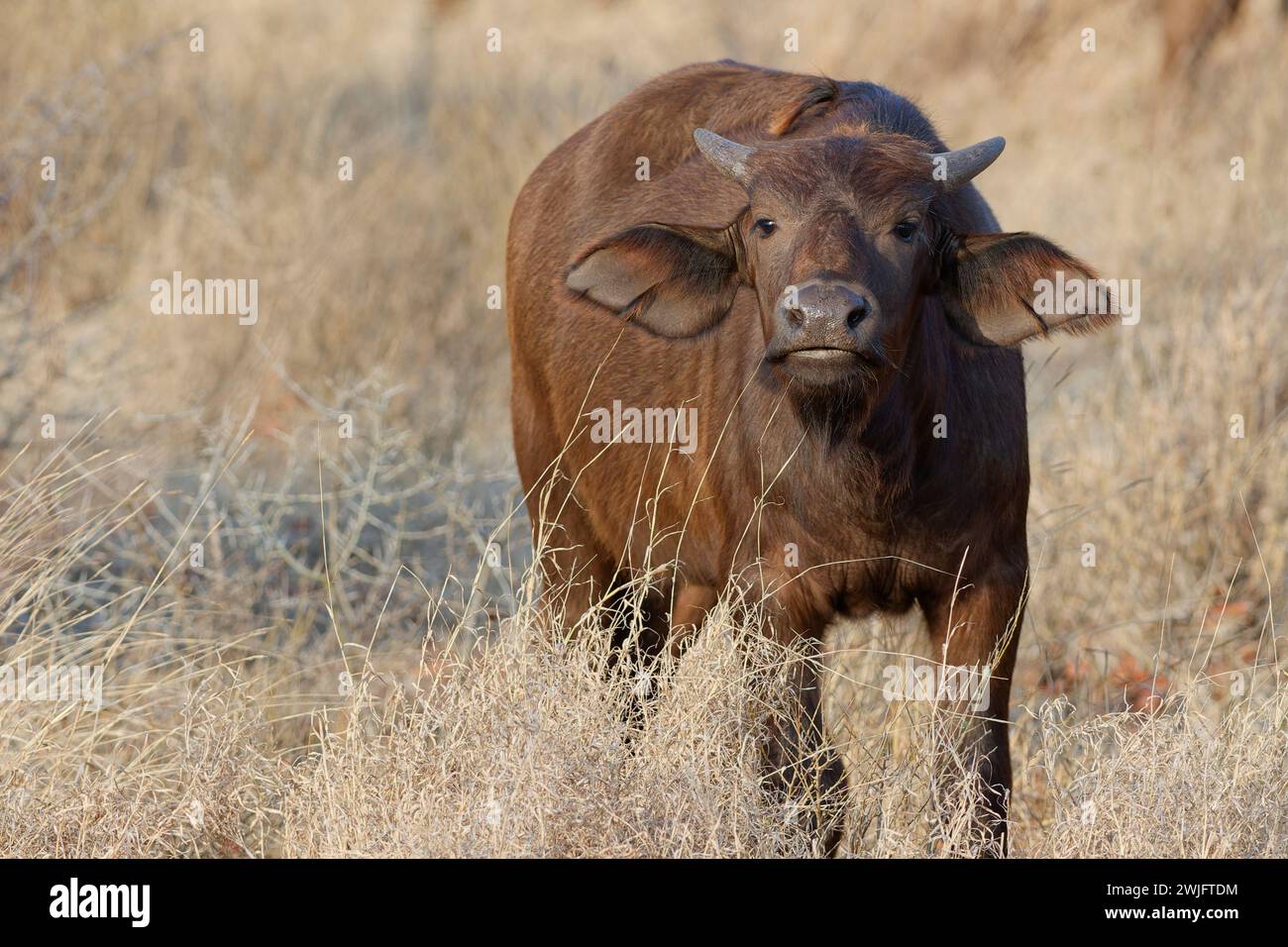 Bufalo del Capo (Syncerus caffer caffer), giovane vitello in erba alta e secca, guardando la macchina fotografica, Parco Nazionale di Kruger, Sudafrica, Africa Foto Stock Bufalo del Capo (Syncerus caffer caffer), giovane vitello in erba alta e secca, guardando la macchina fotografica, Parco Nazionale di Kruger, Sudafrica, Africa Foto Stock