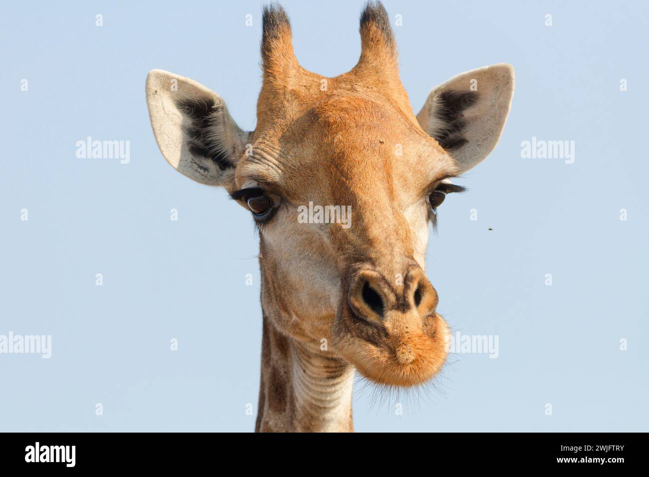 Giraffa sudafricana (Giraffa camelopardalis giraffa), macchina fotografica per adulti, ritratto della testa, Kruger National Park, Sudafrica, Africa Foto Stock