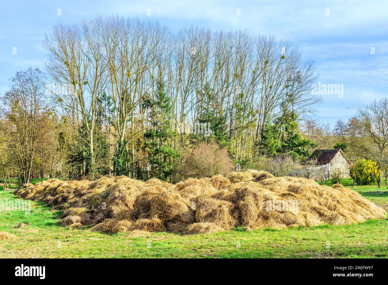 Rifiuti di bestiame da allevamento per il riciclaggio sul terreno agricolo - Francia centrale. Foto Stock