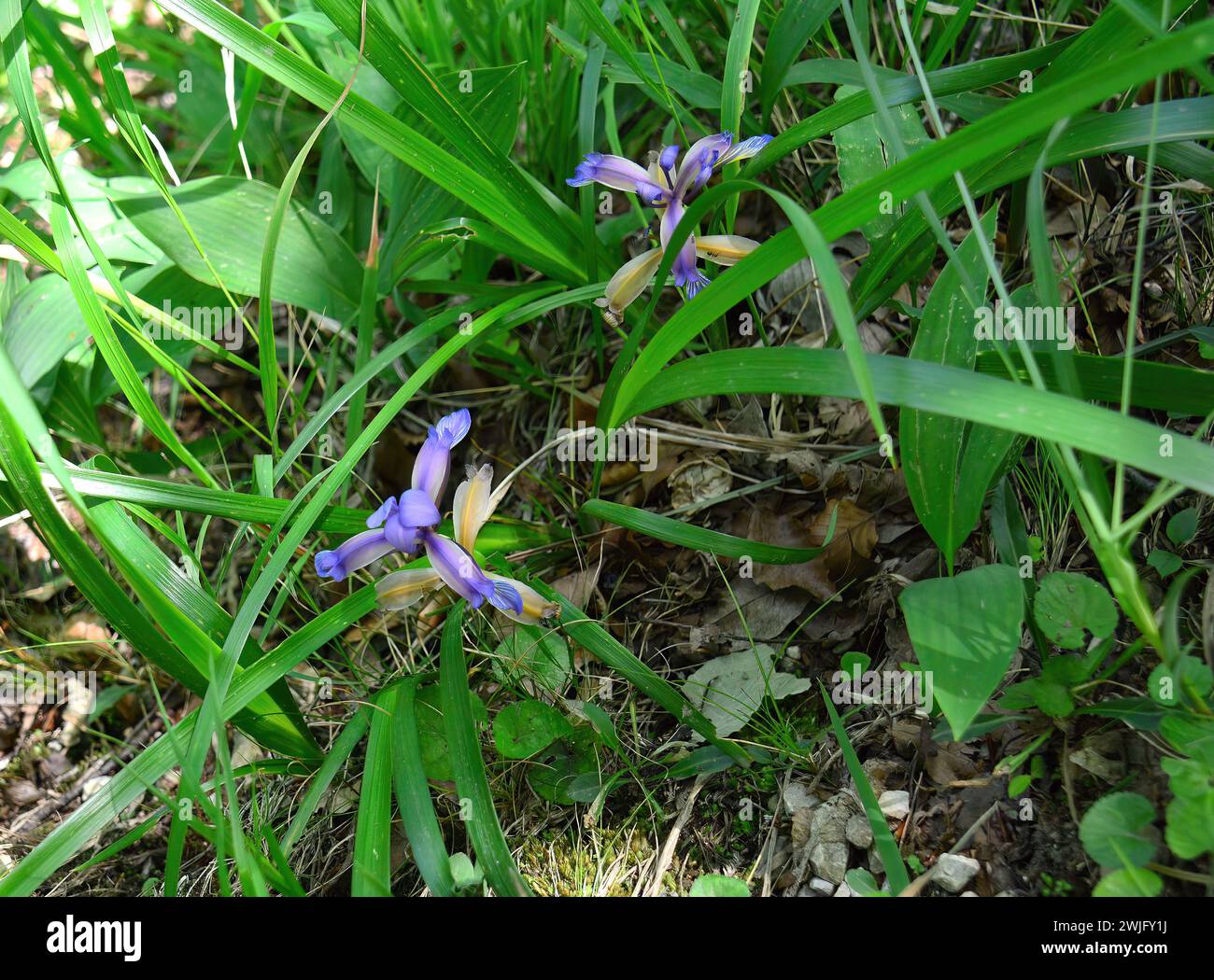 Bandiera con foglie d'erba, Iris con foglie d'erba, Iris prugna, Gras-Schwertlilie, l'iris à feuilles de graminée, Iris graminea, pázsitos nőszirom, Croazia, Europa Foto Stock