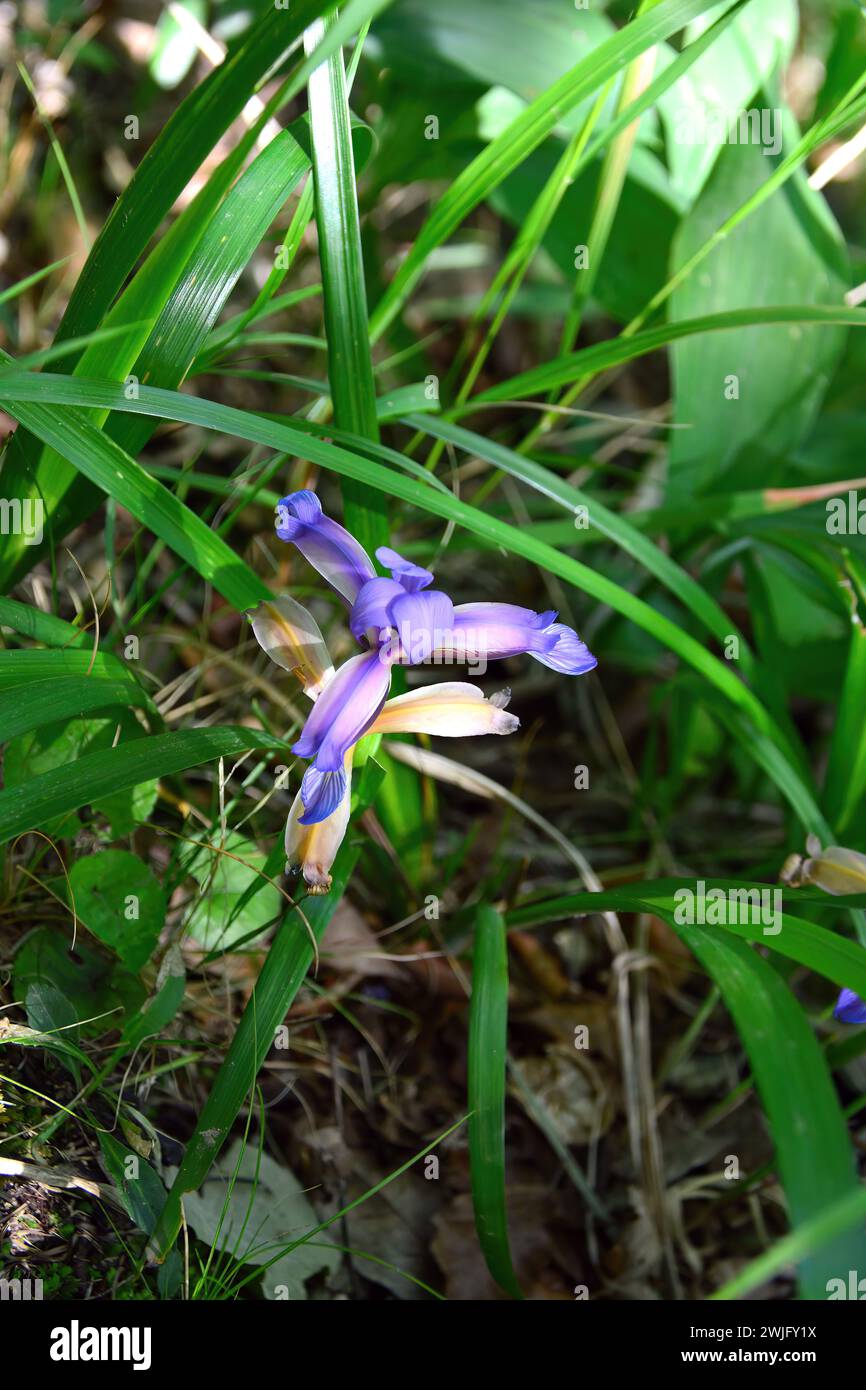Bandiera con foglie d'erba, Iris con foglie d'erba, Iris prugna, Gras-Schwertlilie, l'iris à feuilles de graminée, Iris graminea, pázsitos nőszirom, Croazia, Europa Foto Stock