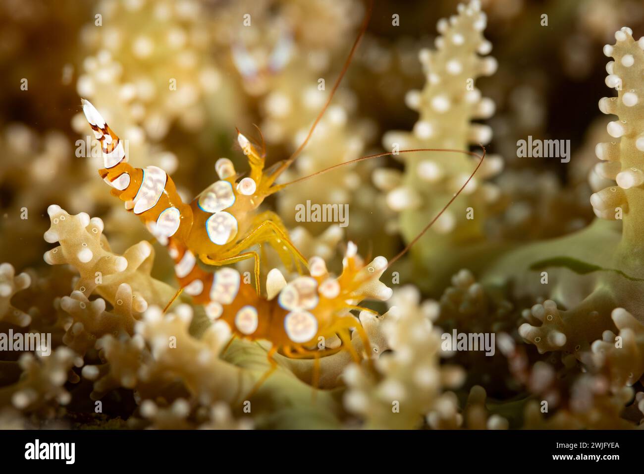 Vista ravvicinata del gambero Arlecchino, ipenocera picta, sull'anemone marino Foto Stock