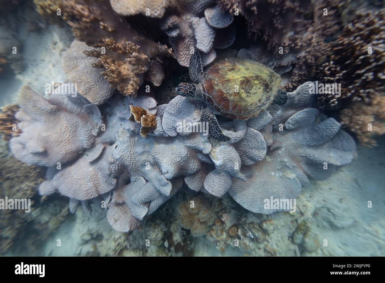 Le tartarughe verdi di mare, Chelonia mydas, riposano su una barriera corallina tropicale Foto Stock