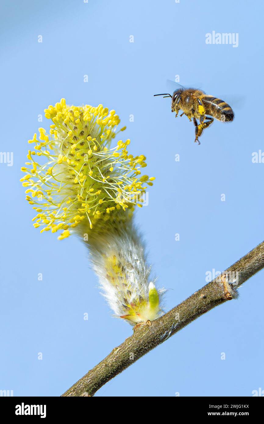Kidderminster, Regno Unito. 15 febbraio 2024. Meteo nel Regno Unito: Il caldo sole invernale è pieno di ronzio e fioritura! Le api selvatiche stanno già raccogliendo polline e riempiendo i loro cesti di polline giallo brillante, poiché le temperature instagionalmente miti portano le piante alla fioritura precoce. Crediti: Lee Hudson/Alamy Live News Foto Stock