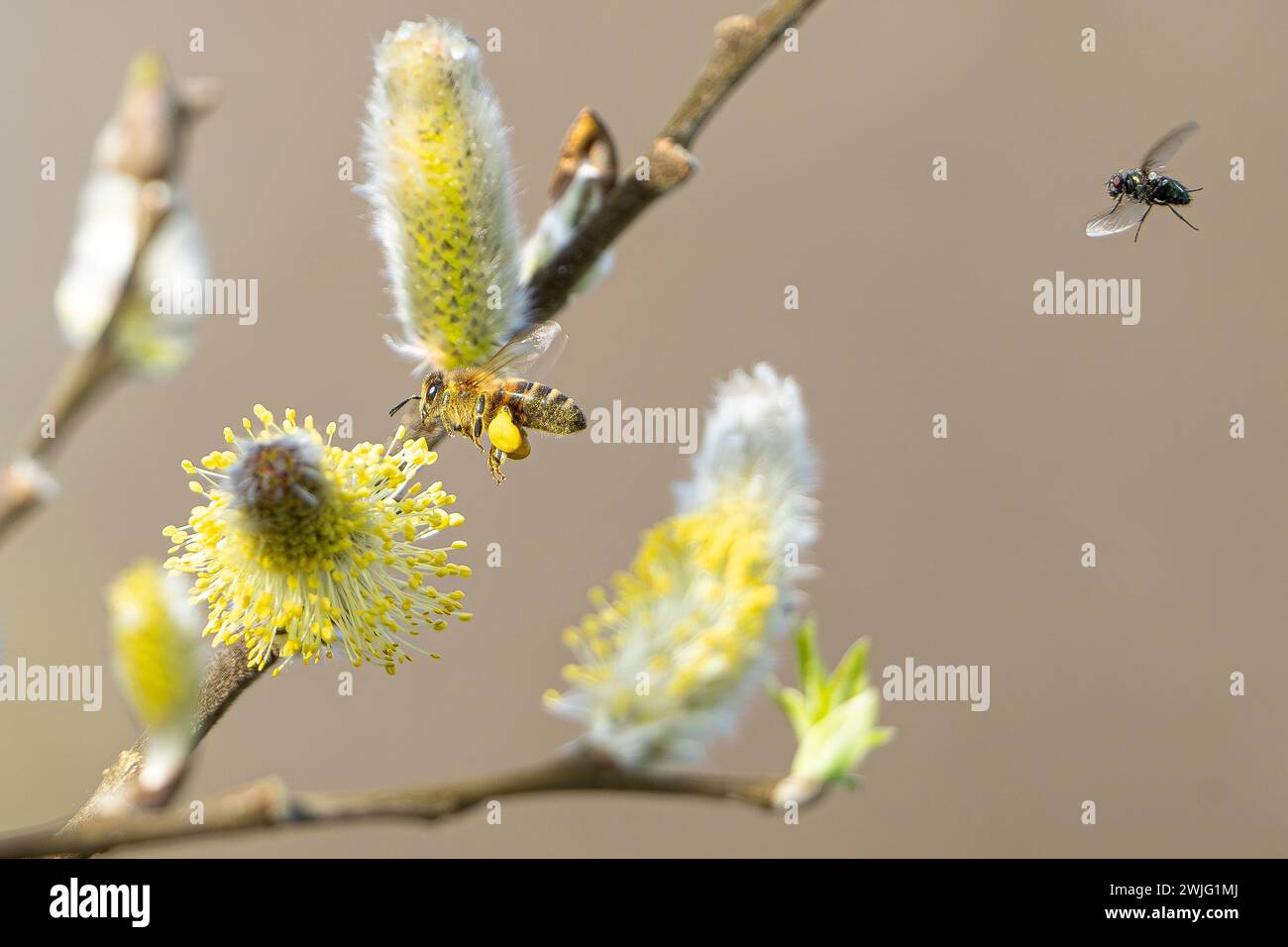 Kidderminster, Regno Unito. 15 febbraio 2024. Meteo nel Regno Unito: Il caldo sole invernale è pieno di ronzio e fioritura! Le api selvatiche stanno già raccogliendo polline e riempiendo i loro cesti di polline giallo brillante, poiché le temperature instagionalmente miti portano le piante alla fioritura precoce. Crediti: Lee Hudson/Alamy Live News Foto Stock