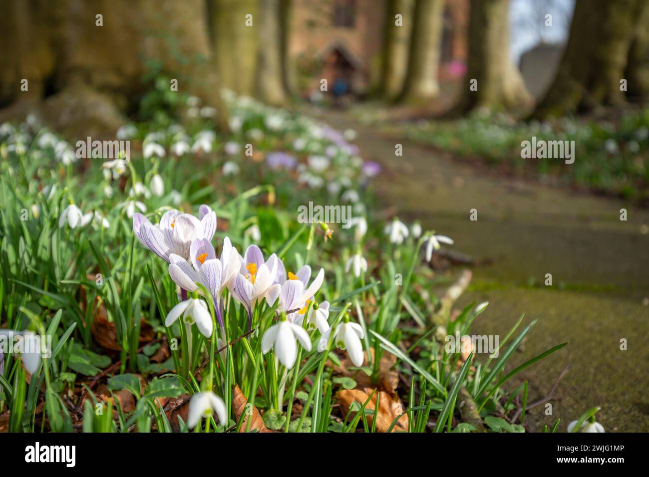 Kidderminster, Regno Unito. 15 febbraio 2024. Clima nel Regno Unito: Il caldo sole invernale ha tutto quello che ronza e fiorisce. Temperature instagionalmente calde e il clima sorprendentemente mite di febbraio portano le piante alla fioritura precoce. Crediti: Lee Hudson/Alamy Live News Foto Stock