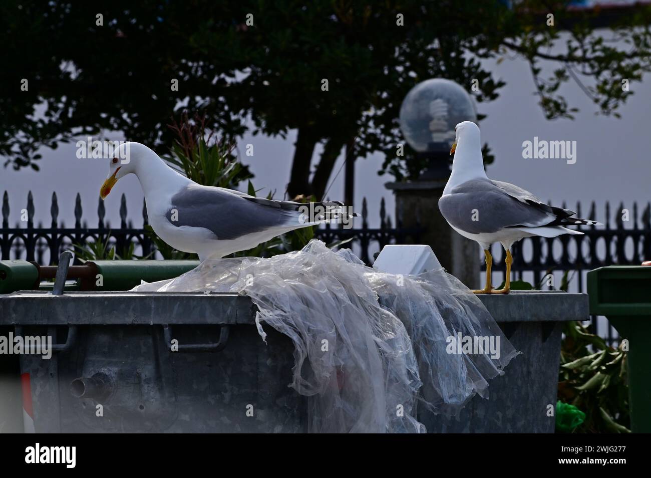 Due gabbiani con le gambe gialle (Larus michahellis) si trovano in cima a un bidone della spazzatura. Animali straripati, problema ecologico, Grecia, Keramoti Foto Stock